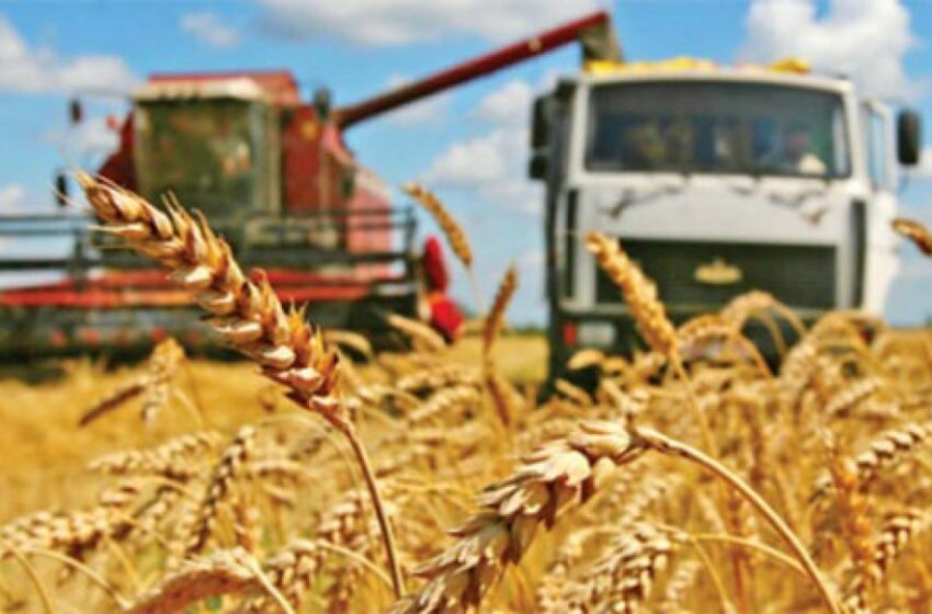  В текущем году в Кыргызстане ожидается до 700 тыс. тонн урожая пшеницы