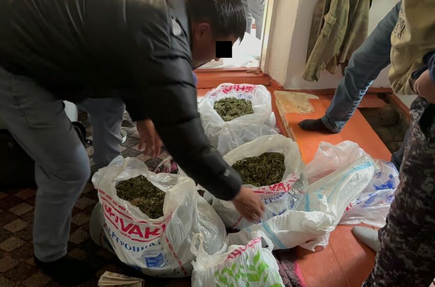  Ысык-Көл облусунун тургунунун үйүнөн 5 кг ашуун “марихуана” табылды
