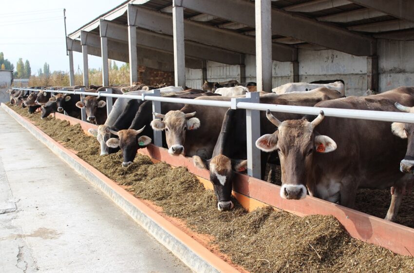  За несоблюдение ветеринарно-санитарных требований оштрафовано 16 скотных рынков
