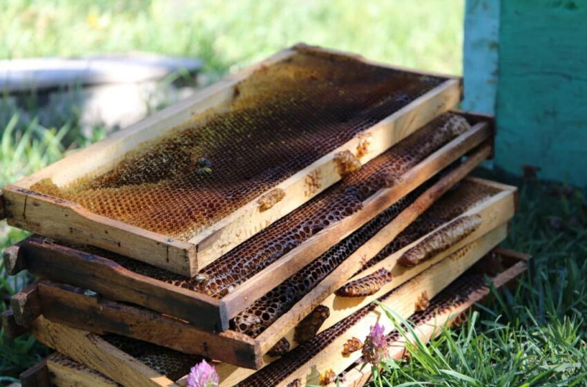  Минтруда: 144 пчеловодческих хозяйства было открыто по республике при поддержке государства