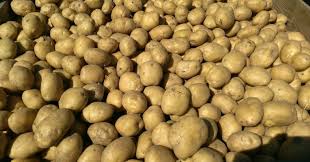  В Чуйской области строится картофелеперерабатывающий завод