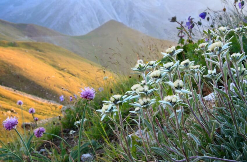  Кыргызстанда дүйнөдөгү бардык өсүмдүктөрдүн 2%га жакыны жана жаныбарлардын 3%дан ашыгы кездешет