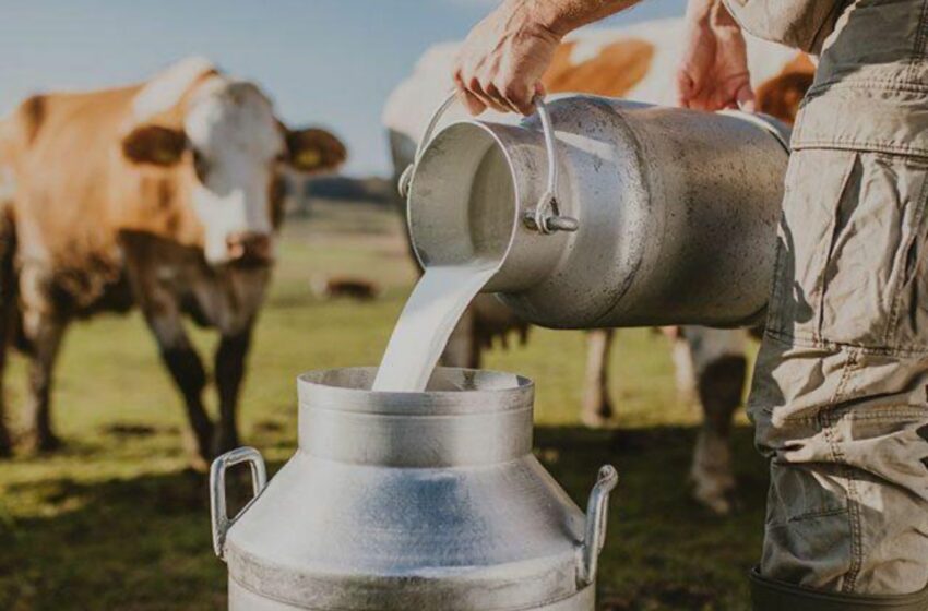  Кыргызстанские производители молока получили финансирование на 510 млн сомов