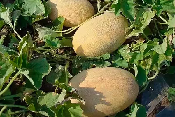 Таласта раймонд сортундагы коондун экинчи түшүмү жыйналууда