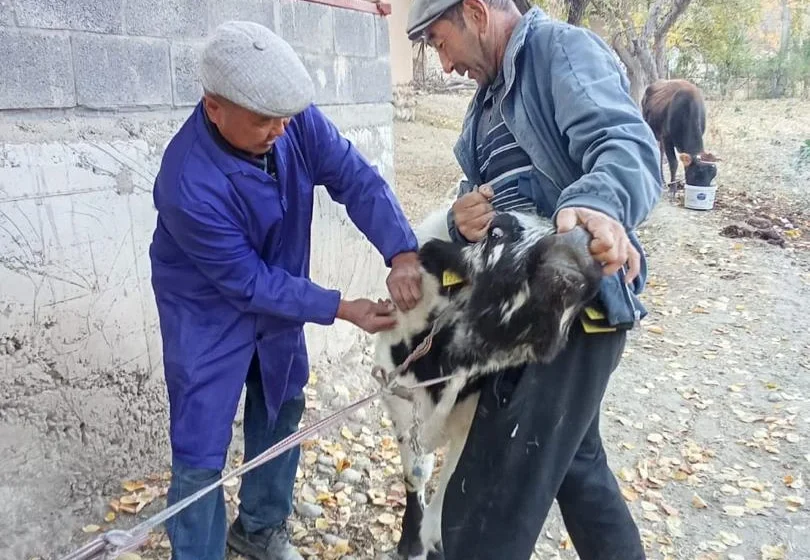  9 айда мал-жандыкты күзгү эмдөө иштери 102 пайызга аткарылды