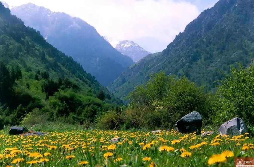  Өсүмдүктөрдүн айрым түрлөрүн жыйноого жана пайдаланууга убактылуу тыюу салынды