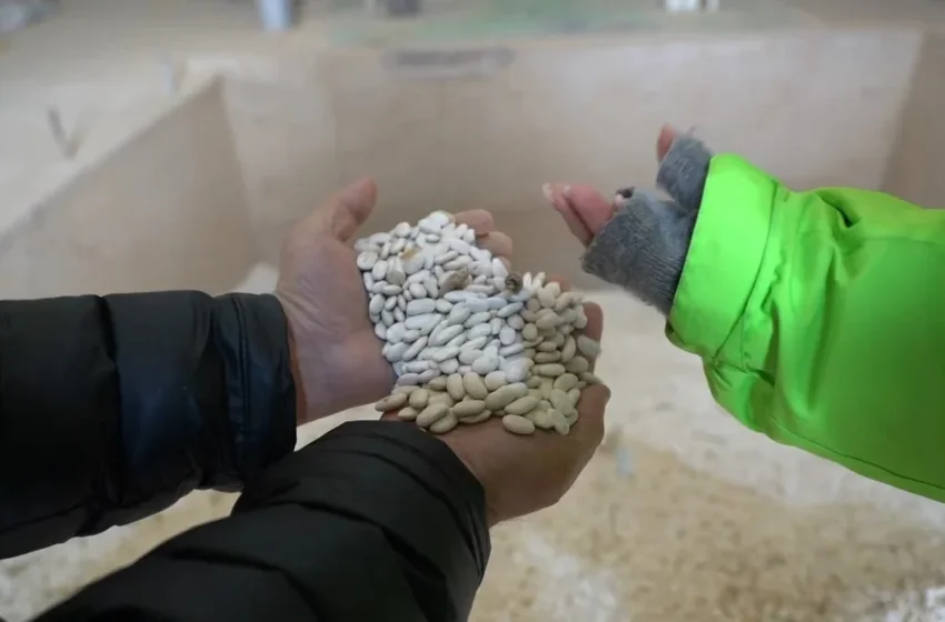  Урожай фасоли в Таласе достиг почти 71 тысячи тонны