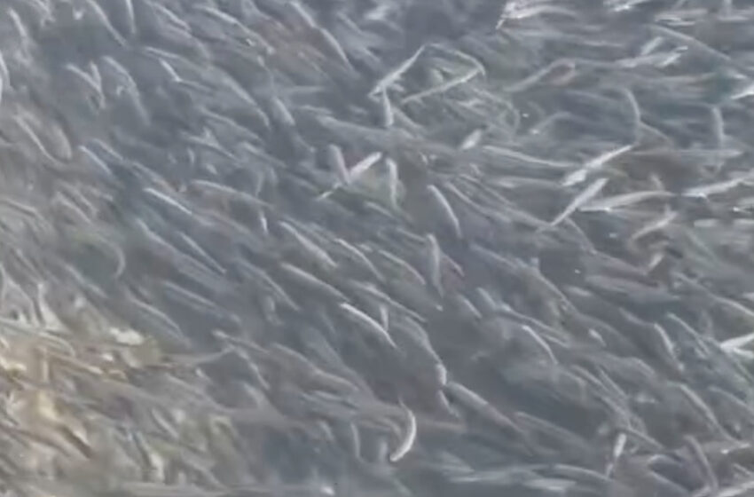  Ысык-Көлдө балыктар көбөйдү