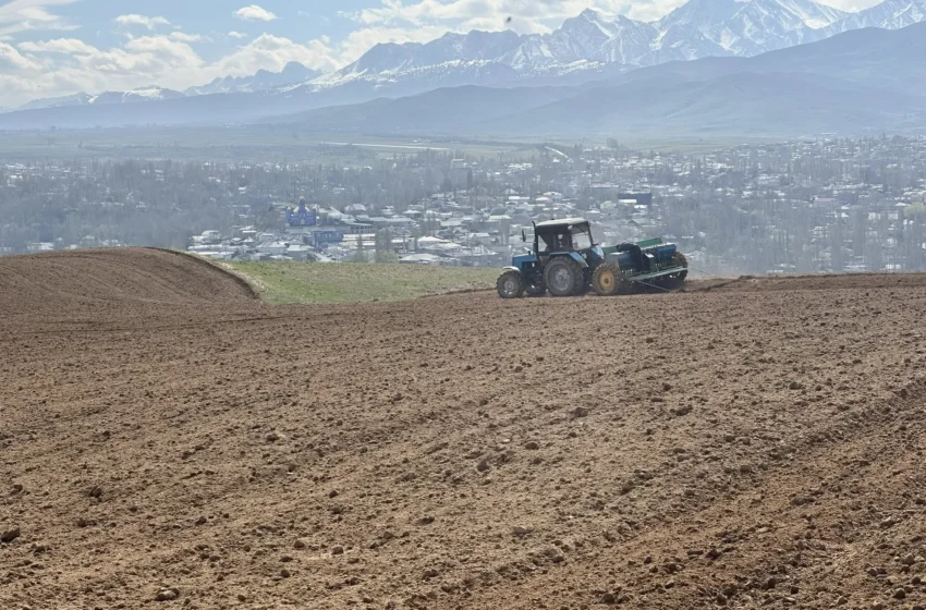  В Баткенской области план по яровым зерновым выполнен на 70%